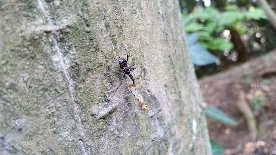 Japanese assassin bug