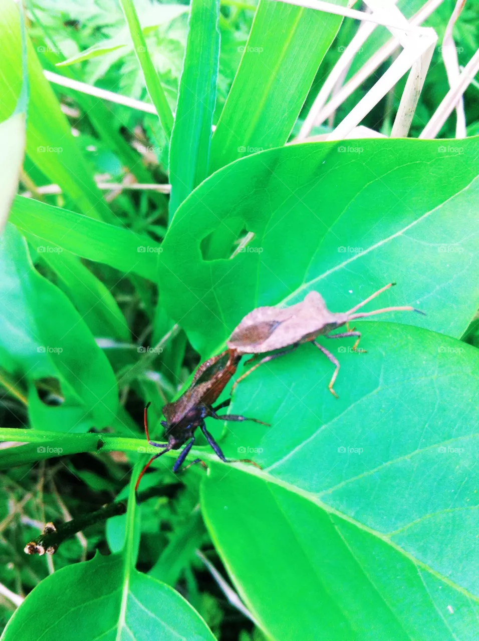 Insects