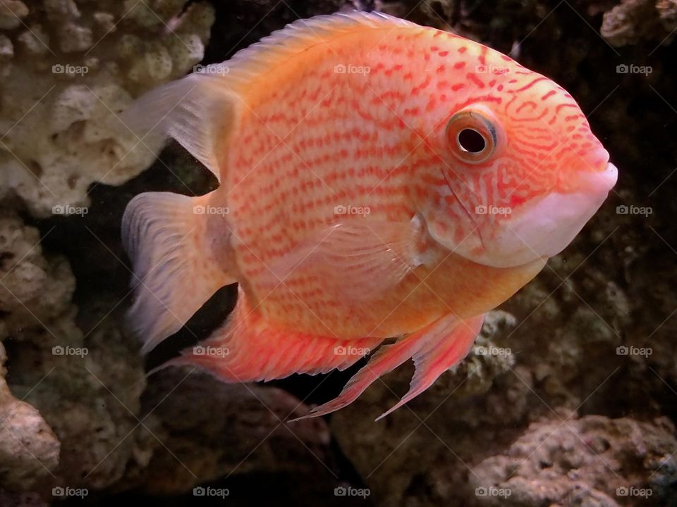 Baby pink. Aquarium fish "Cychlosoma Severus" baby pink color