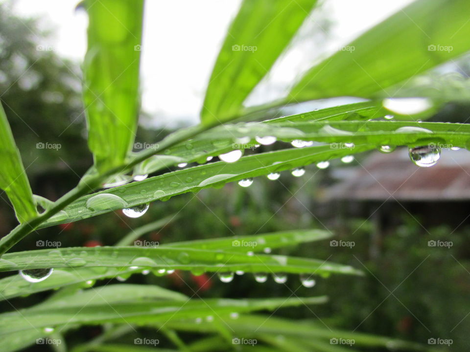 rain drop on leaves