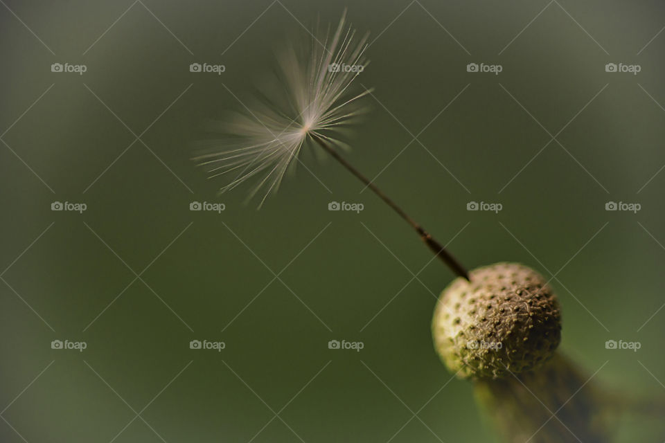 dandelion seed