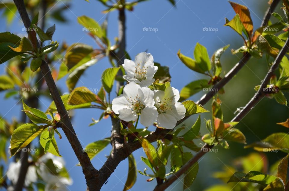 flowers