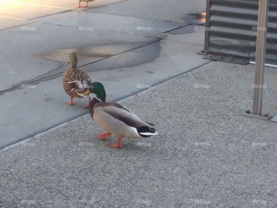 duck couple 2