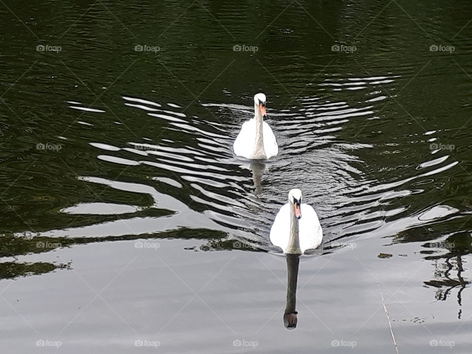 A Peaceful Swim