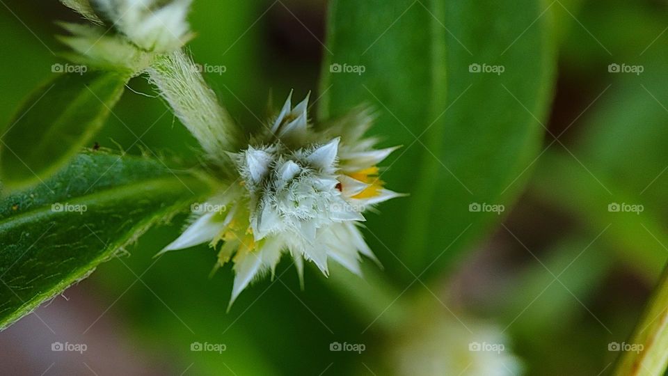 Magic Flower ✨