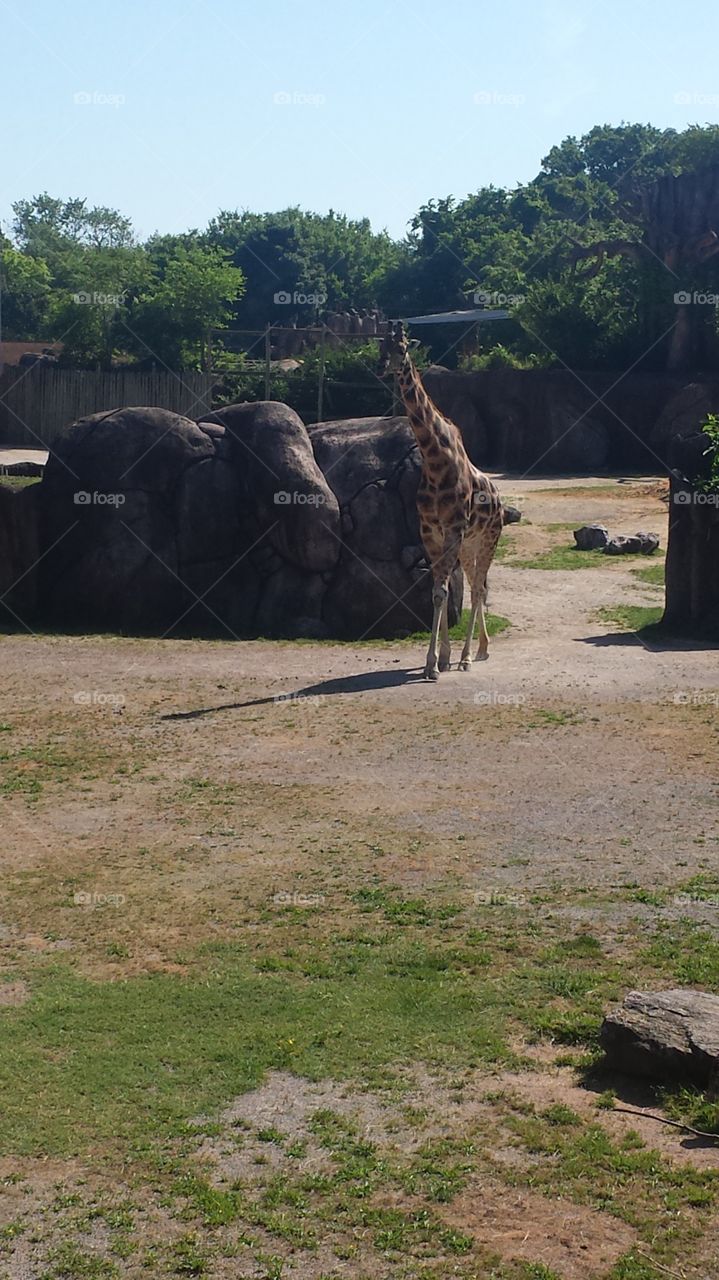 Giraffe at the knoxville zoo