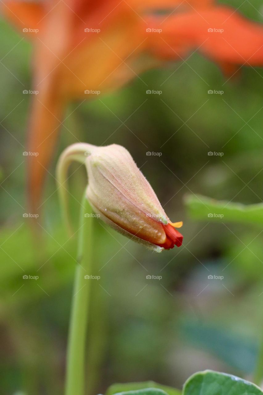 Nasturtium bud