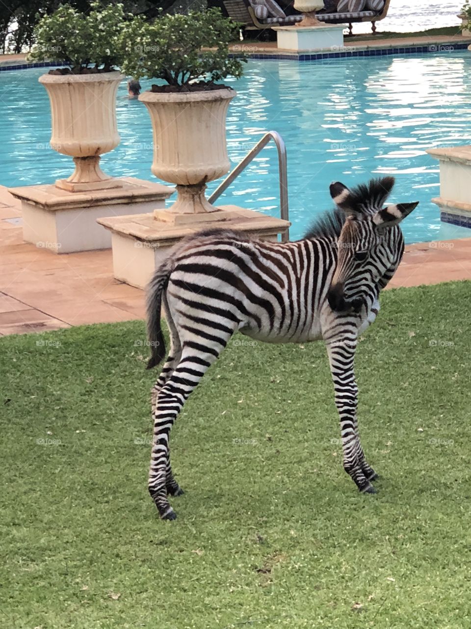 Zebra pool