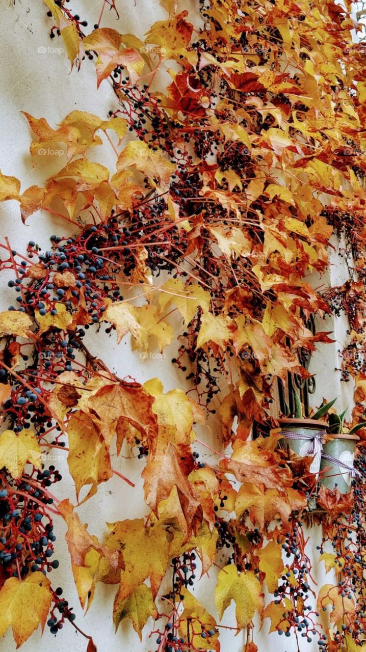 canada vine in autumn
