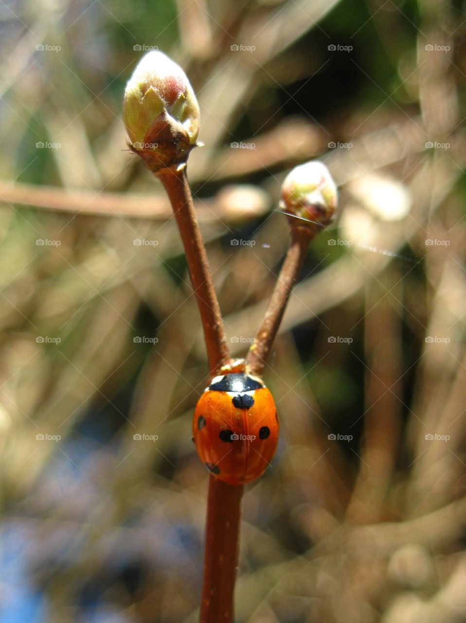Seven-spotted ladybird