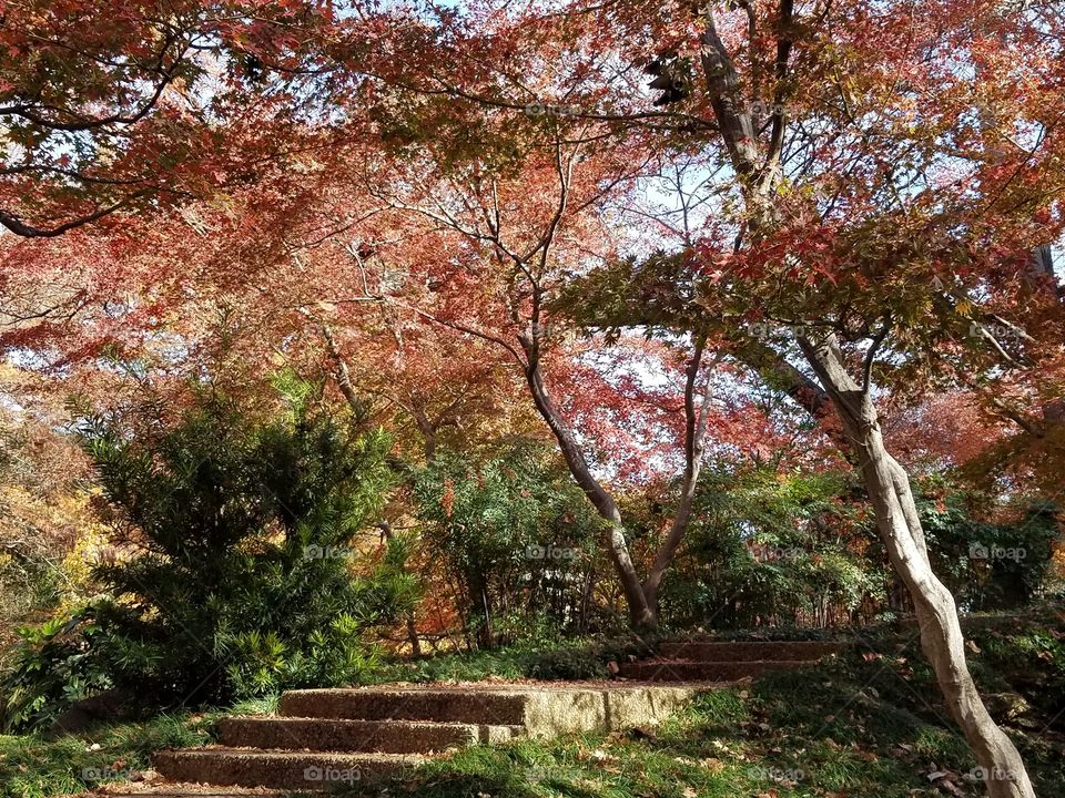 Japanese Gardens at Fort Worth botanical