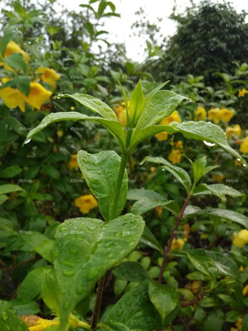 green leaves and water drops