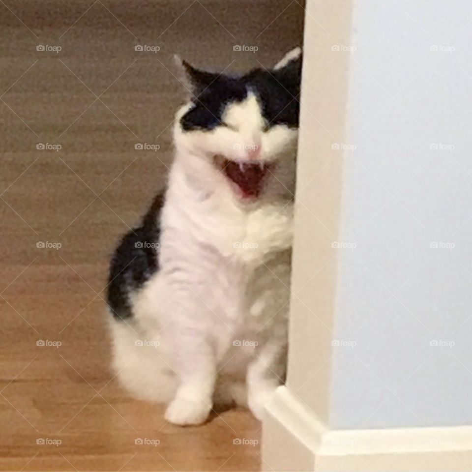 Scary cat yawn