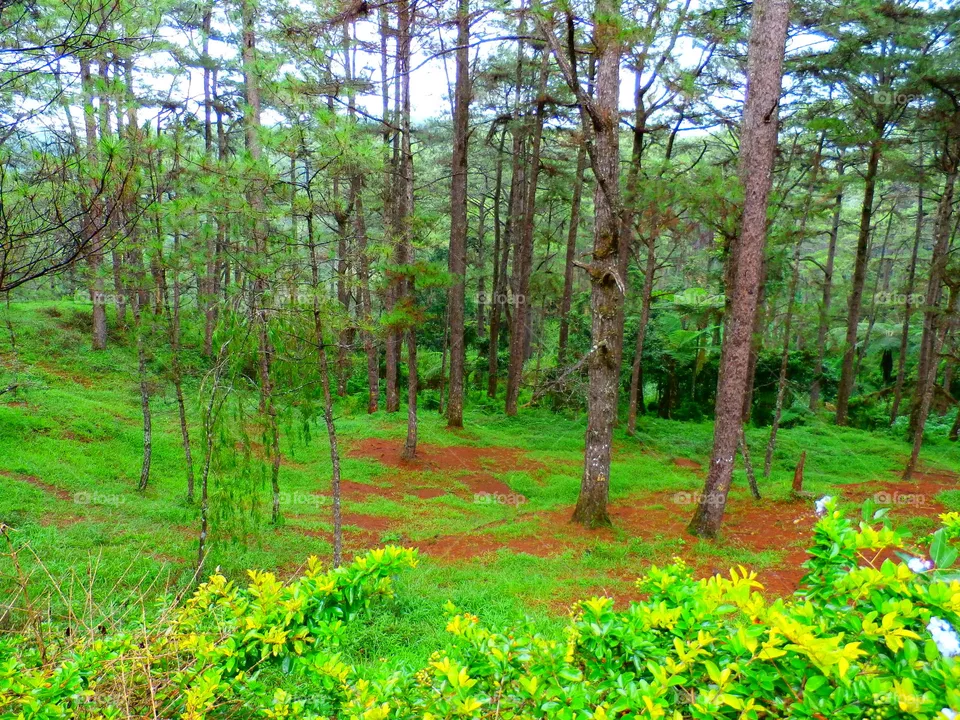 Forest