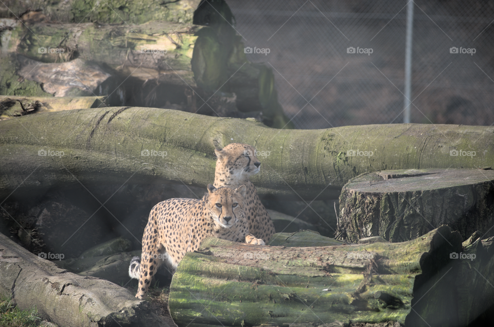 Cheetah looking intense
