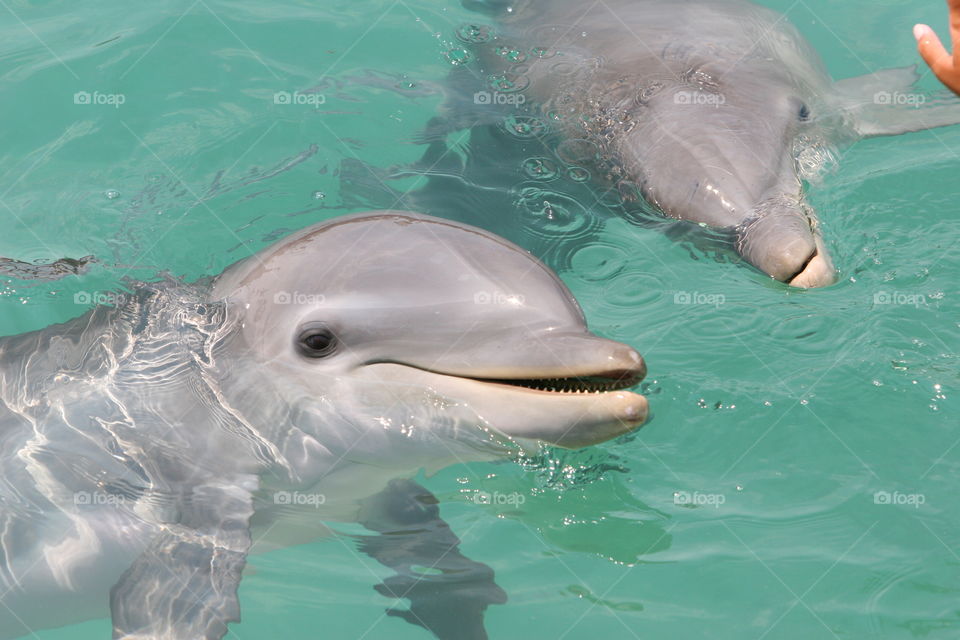 Swimming, Water, No Person, Dolphin, Underwater