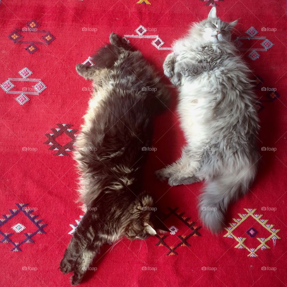 Two Maine Coons on Red Moroccan Carpet
