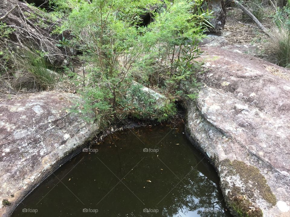 Waterhole with bushes