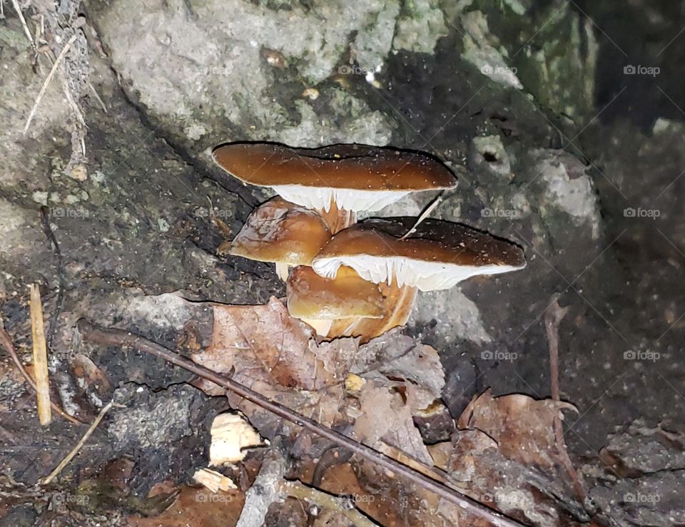 February fungus