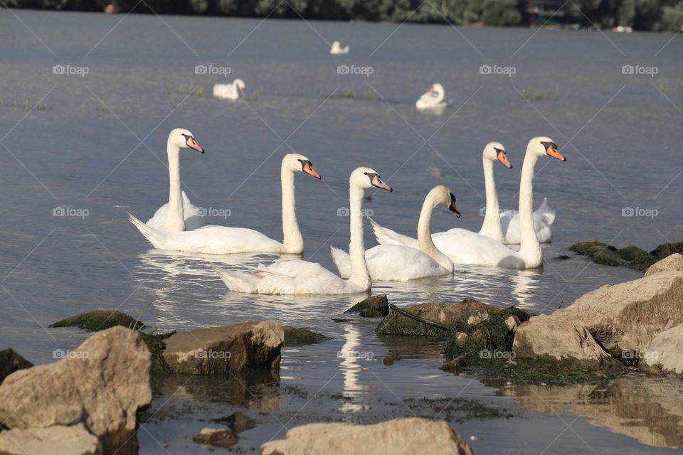 Flock of swans