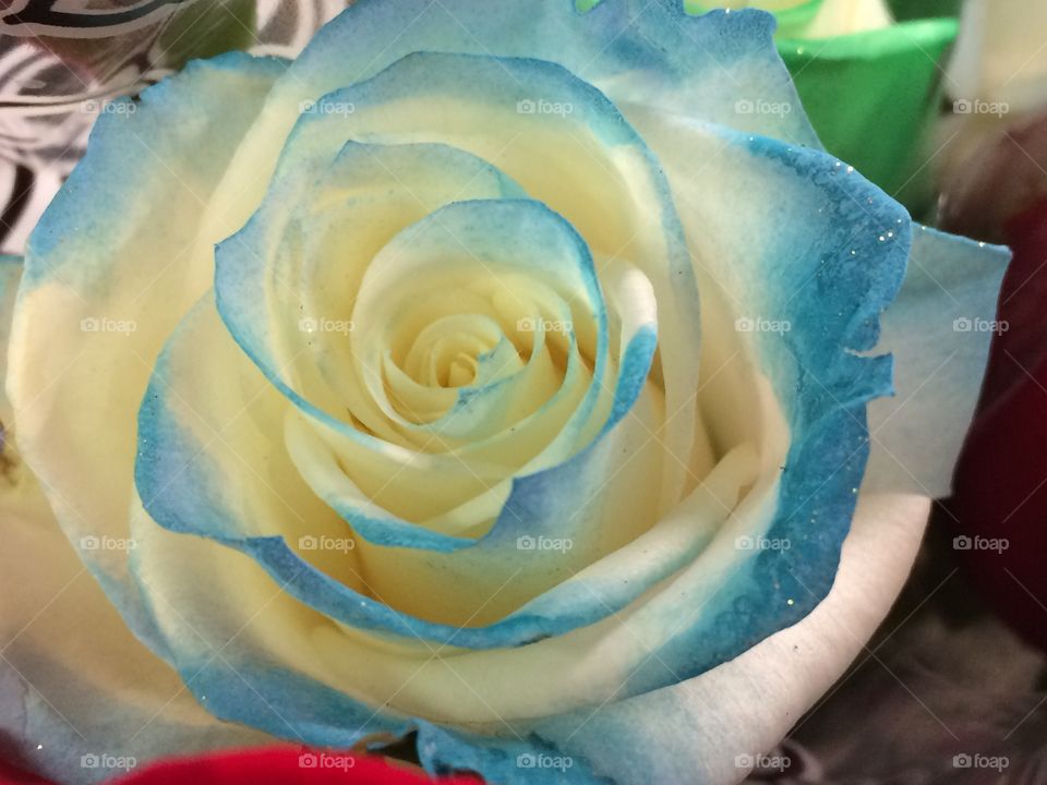 Beautiful multicolored rose