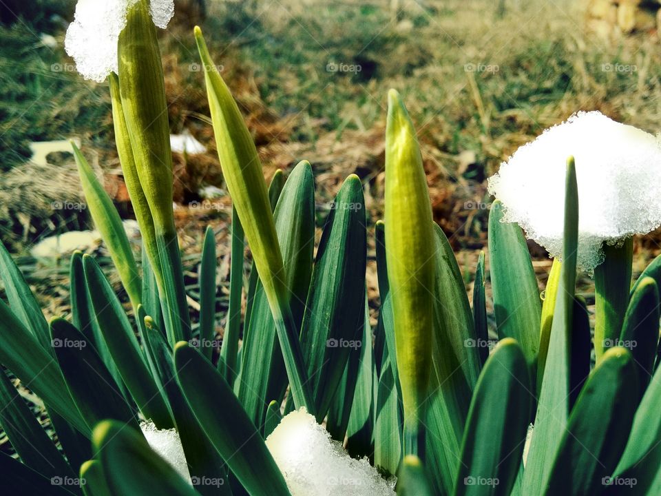 the buds of daffodils are not yet blooming, the snow has almost melted, you can feel the awakening of spring!