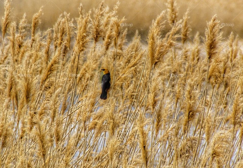 Blackbird on reeds