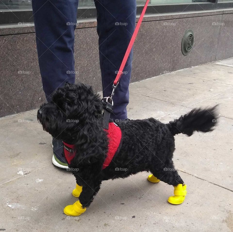 Little Black Dog with Bright Yellow Rain Boots and Red Leash