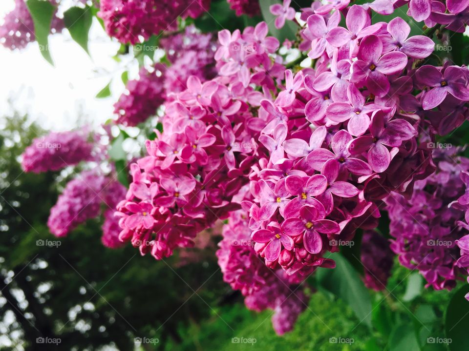 Lilacs