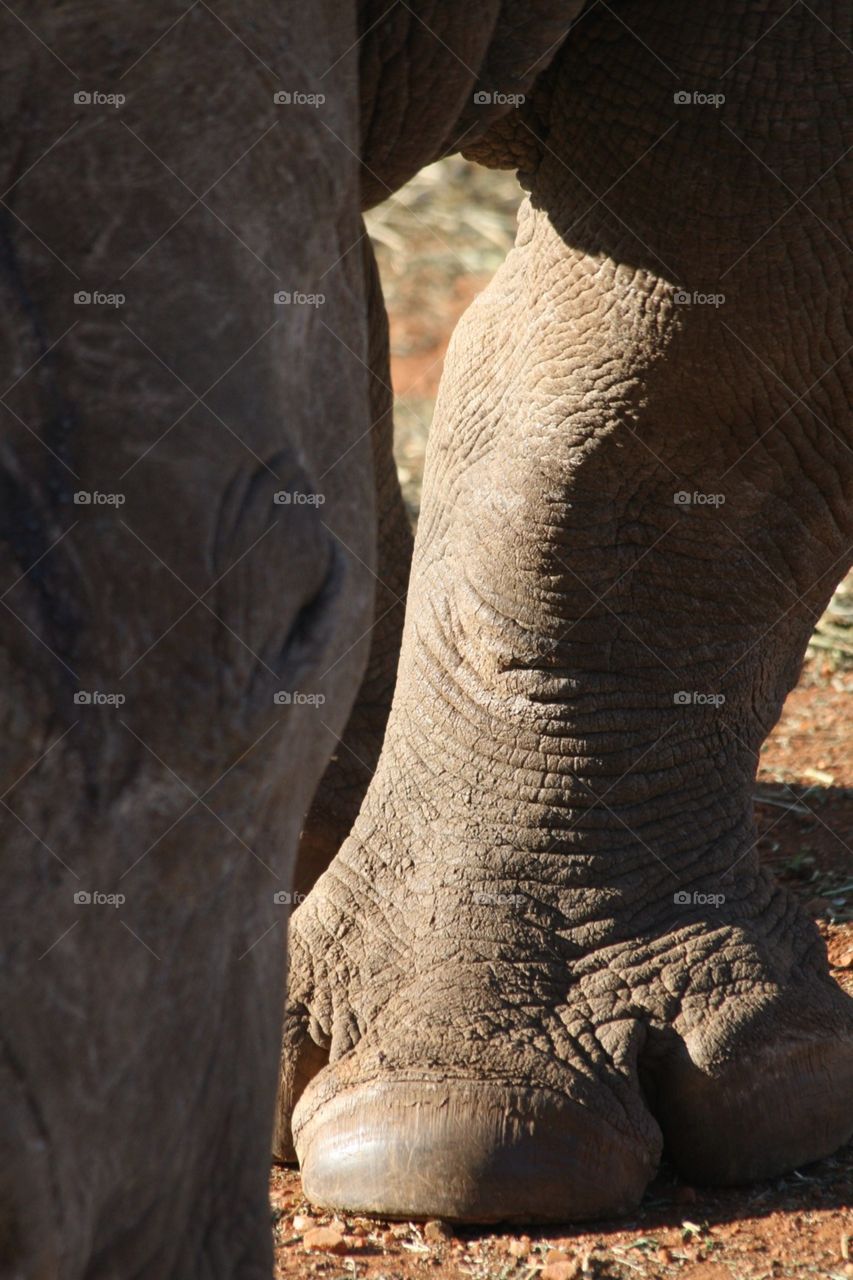 Rhino close up