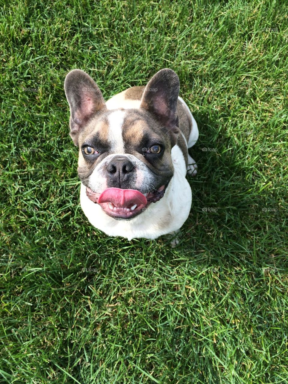 Frankie's tongue