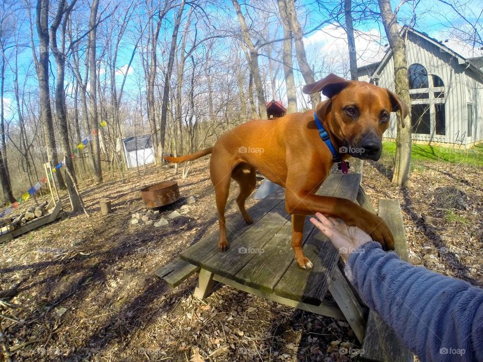 Hand In Hand...er...Paw