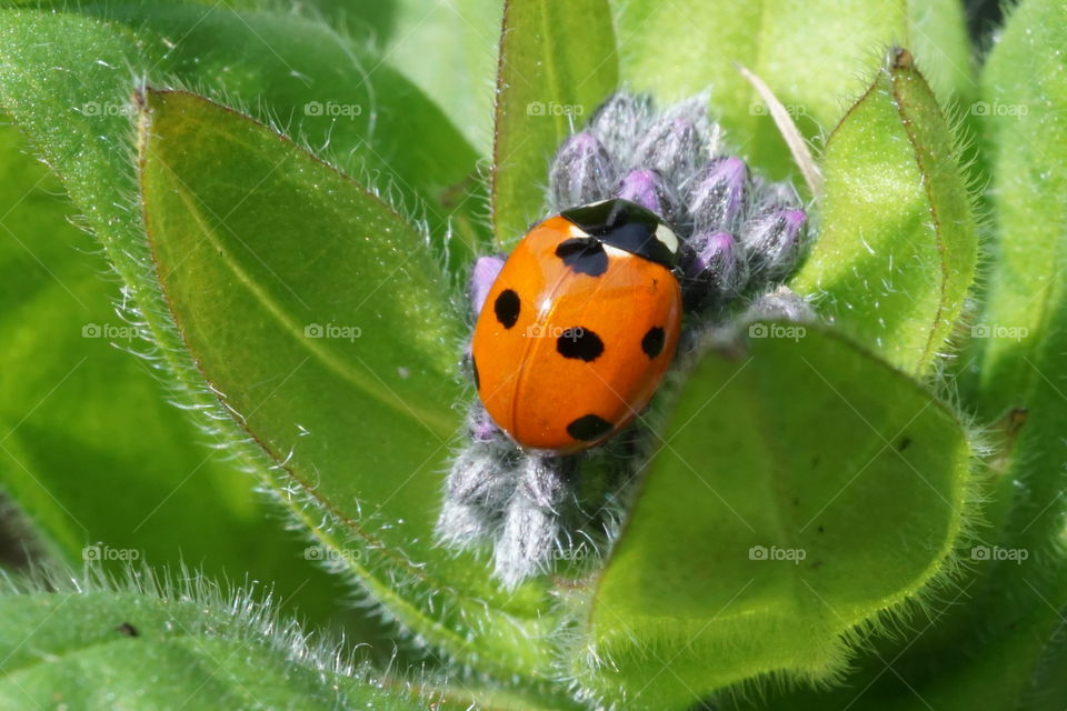 First sighting of a ladybird  5th April 2020 ... Spring is coming ...