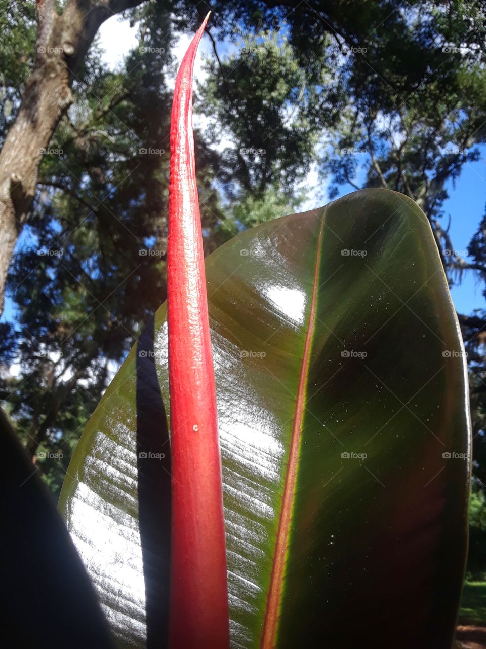 big beautiful leaf