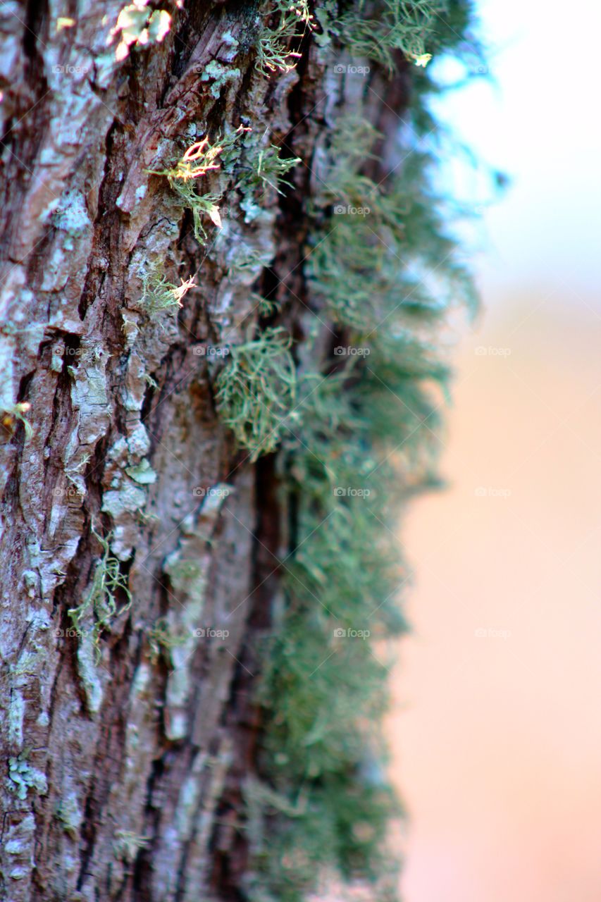 Lichen growing on the bark of tree trunk