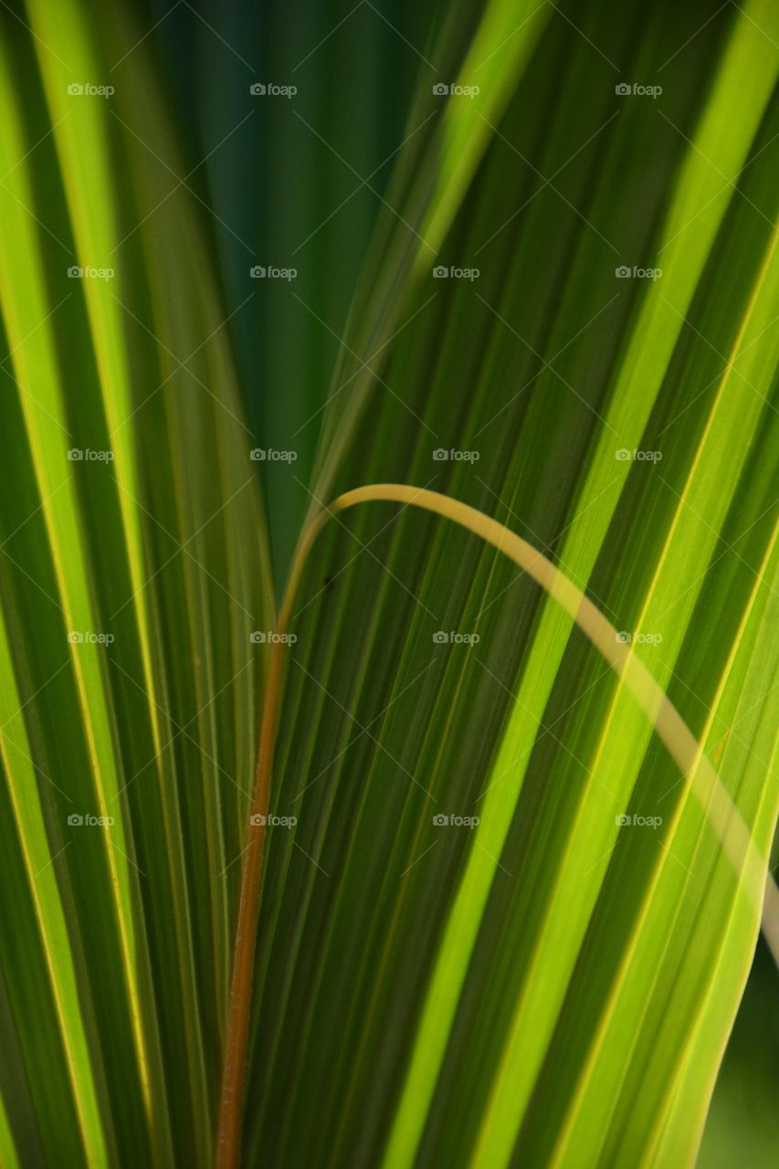 Full frame green palm frond