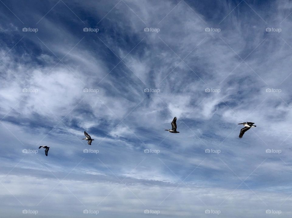 Four pelicans flying past in a blue winter sky streaked with white clouds 