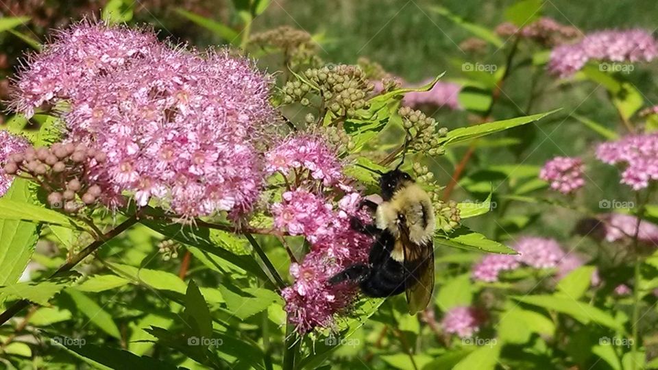bumblebee on pink