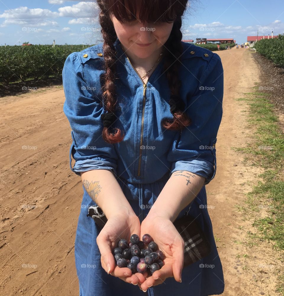 Handful of blueberries picked straight from the bushes at a local farm