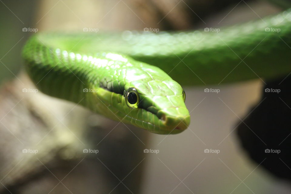 Green snake