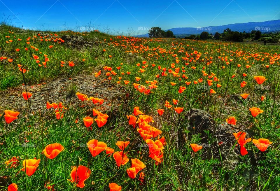 California poppies