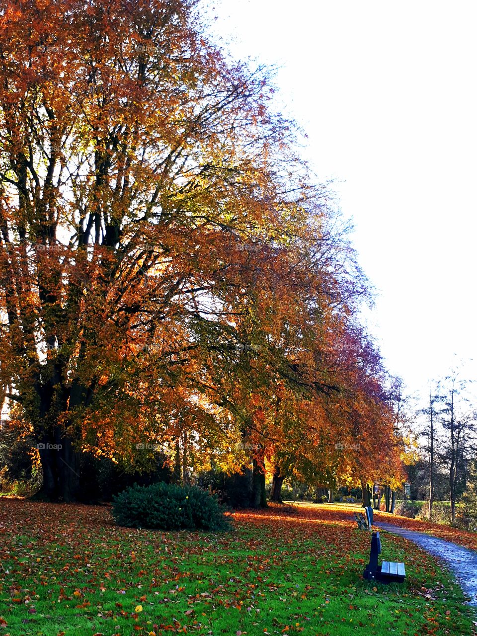 walking in the park, beautiful season. gold and yellow leaves. stunning
