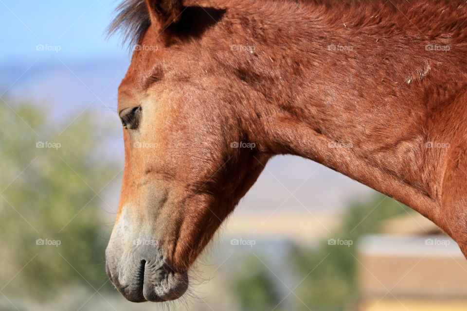 Young sleepy American wild mustang colt still de profile head and neck 