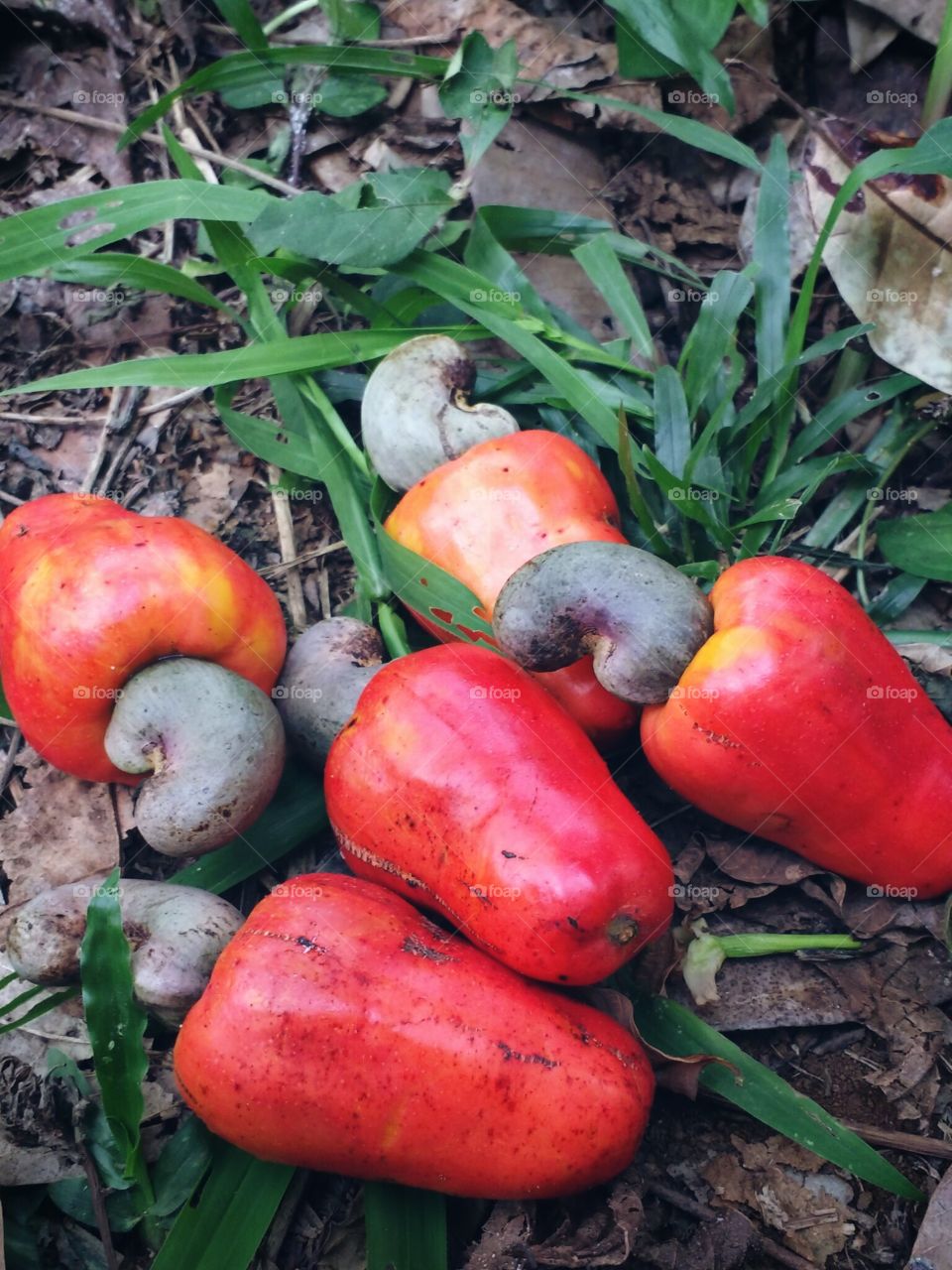 cashew nut fruits