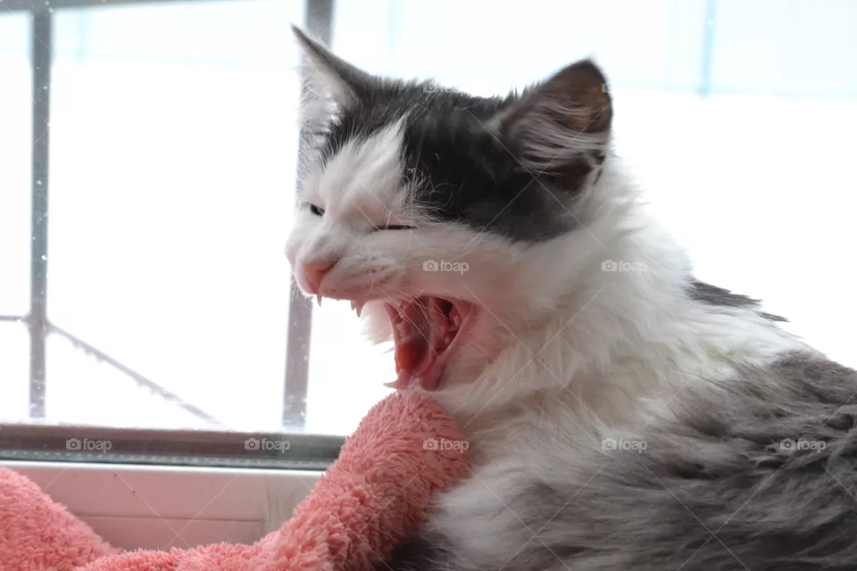 cat