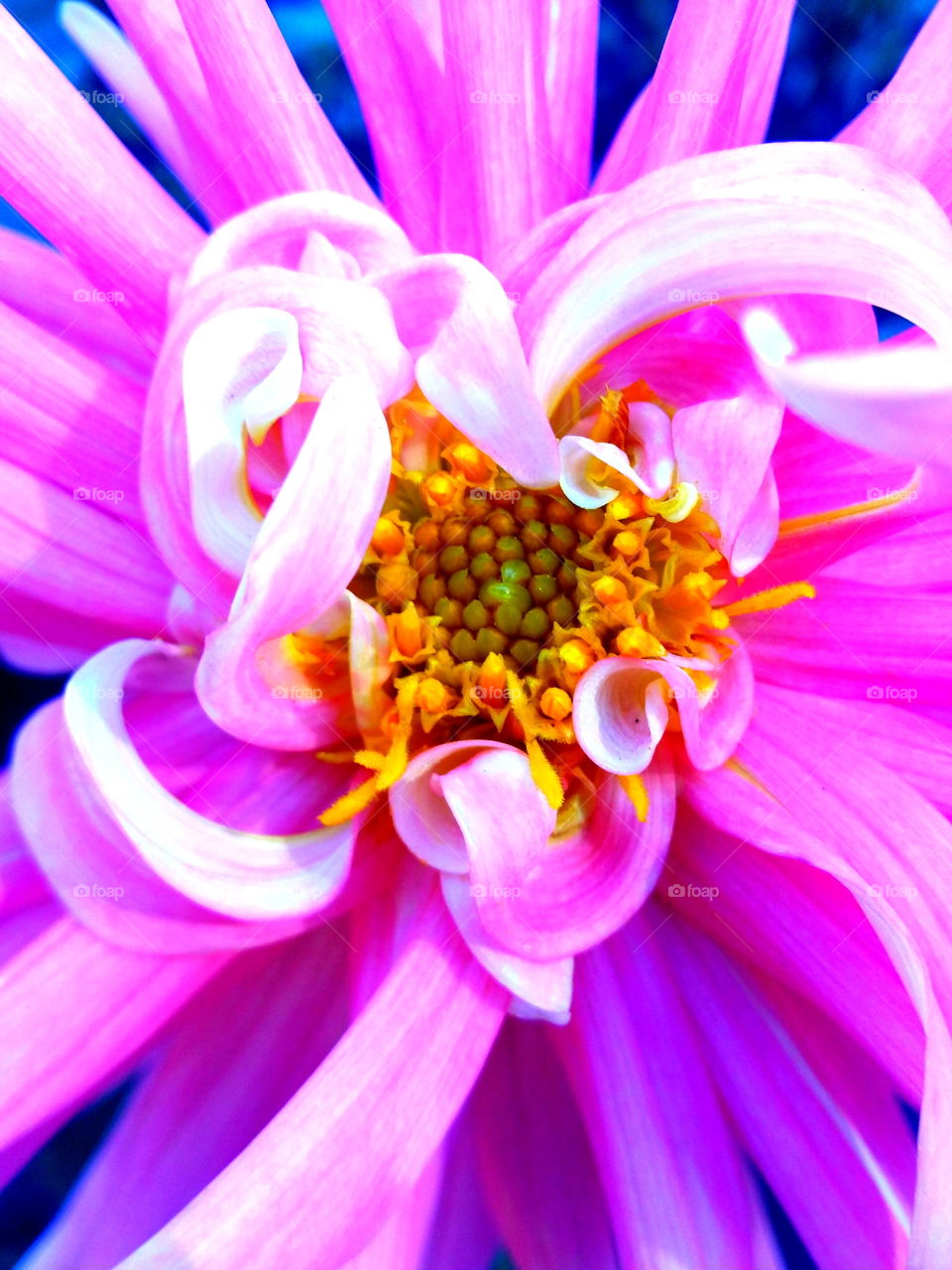 Beautiful details in the garden! 🍃🌼🍃