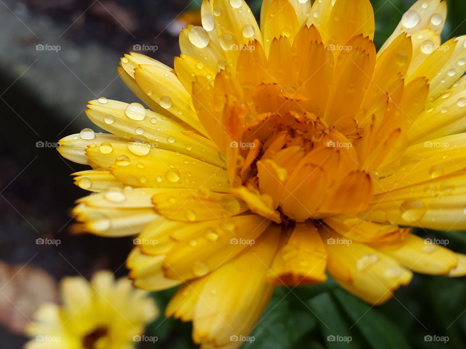 This photo was more than just the perfect blossom and the fresh raindrops left behind but also the beginning of a new adventure in a new country for my little family . Even in the darkest rainy days there is beauty to be found.