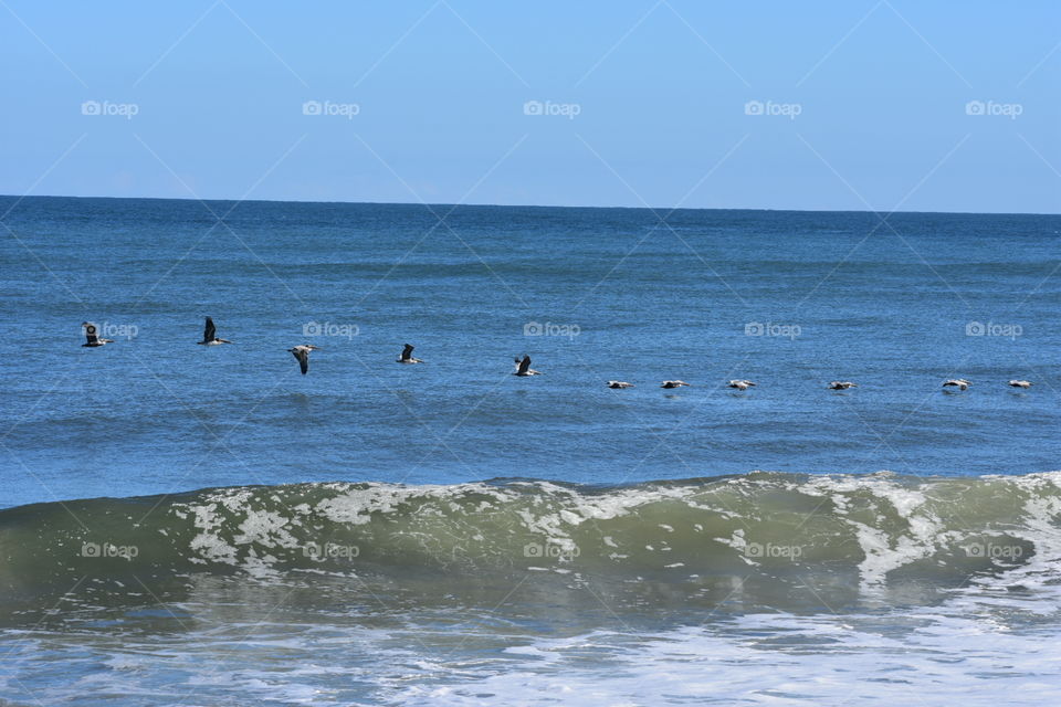 Pelicans search for food