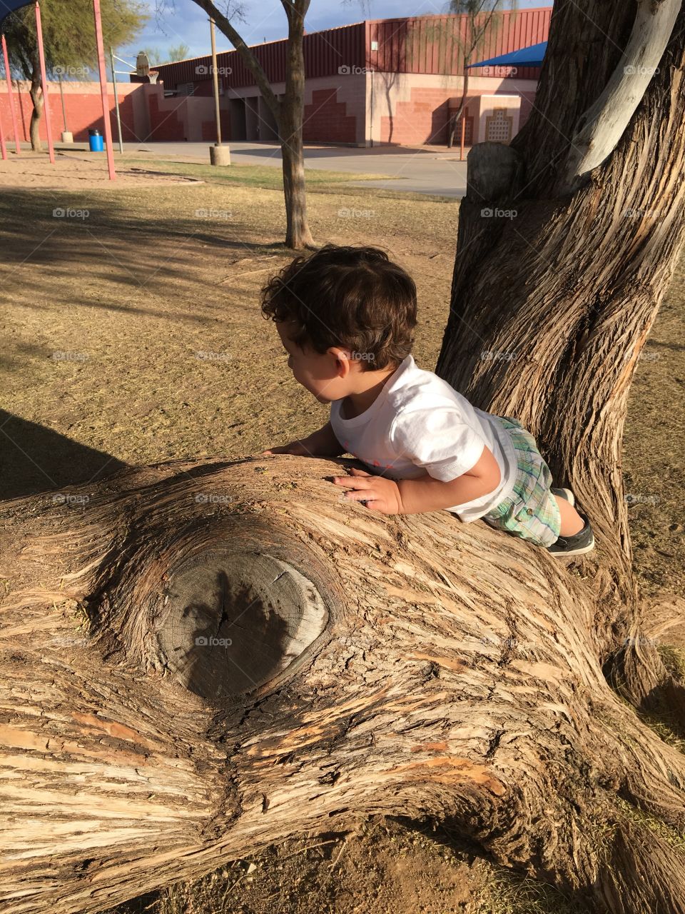 Little boy climbing on a tree.