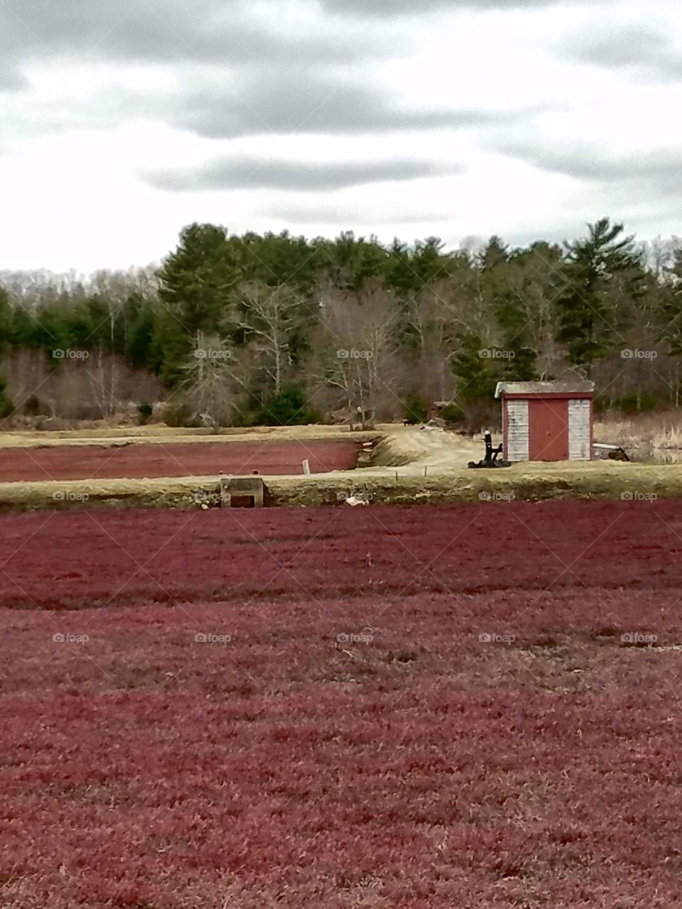 Photo of two cranberry bogs growing, showing red color, dirt roads & pump house. Background are thick woods that surround the bog.